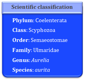 Classification of Aurelia, coelenterata, scypozoa, semaeostomae, ulmaridae, aurelia, aurita